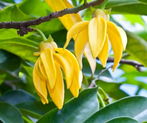 Daylight Saving Oils - Ylang Ylang