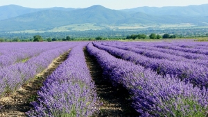 Relax and Unwind with Lavender Essential Oil