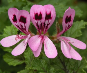 Daylight Saving Oils - Rose Geranium