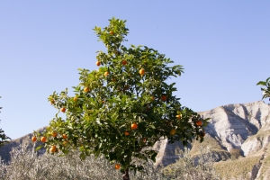 A Closer Look at Our Essential Oil Producers – The Citrus Harvest, Southern Italy
