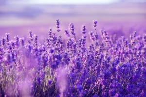 The Lowdown on Lavender