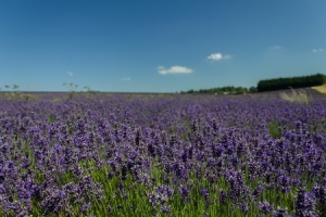 6 Ways to Make the Most of Lavender Essential Oil around the House.